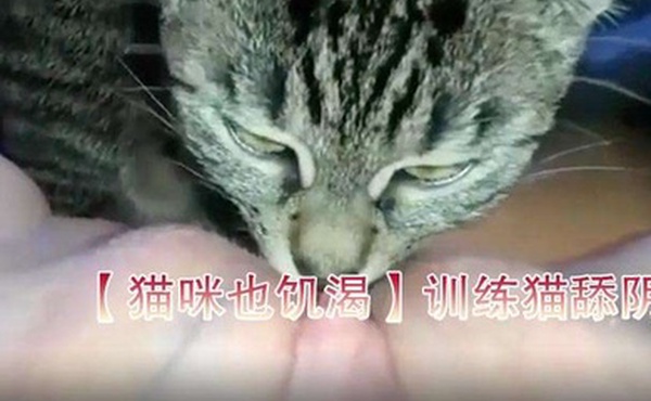 猫咪也饥渴训练猫舔阴