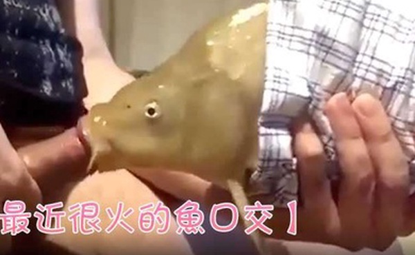 最近很火的鱼口交鱼都被迫下海了吗