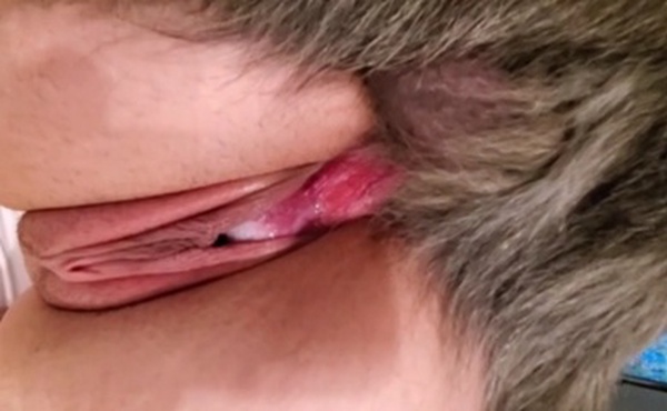 兽交特写，这狗的蝴蝶结看着是真刺激啊